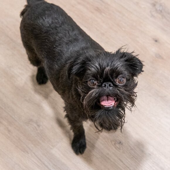 Meet your Posher, Emma - Picture 5 of 7